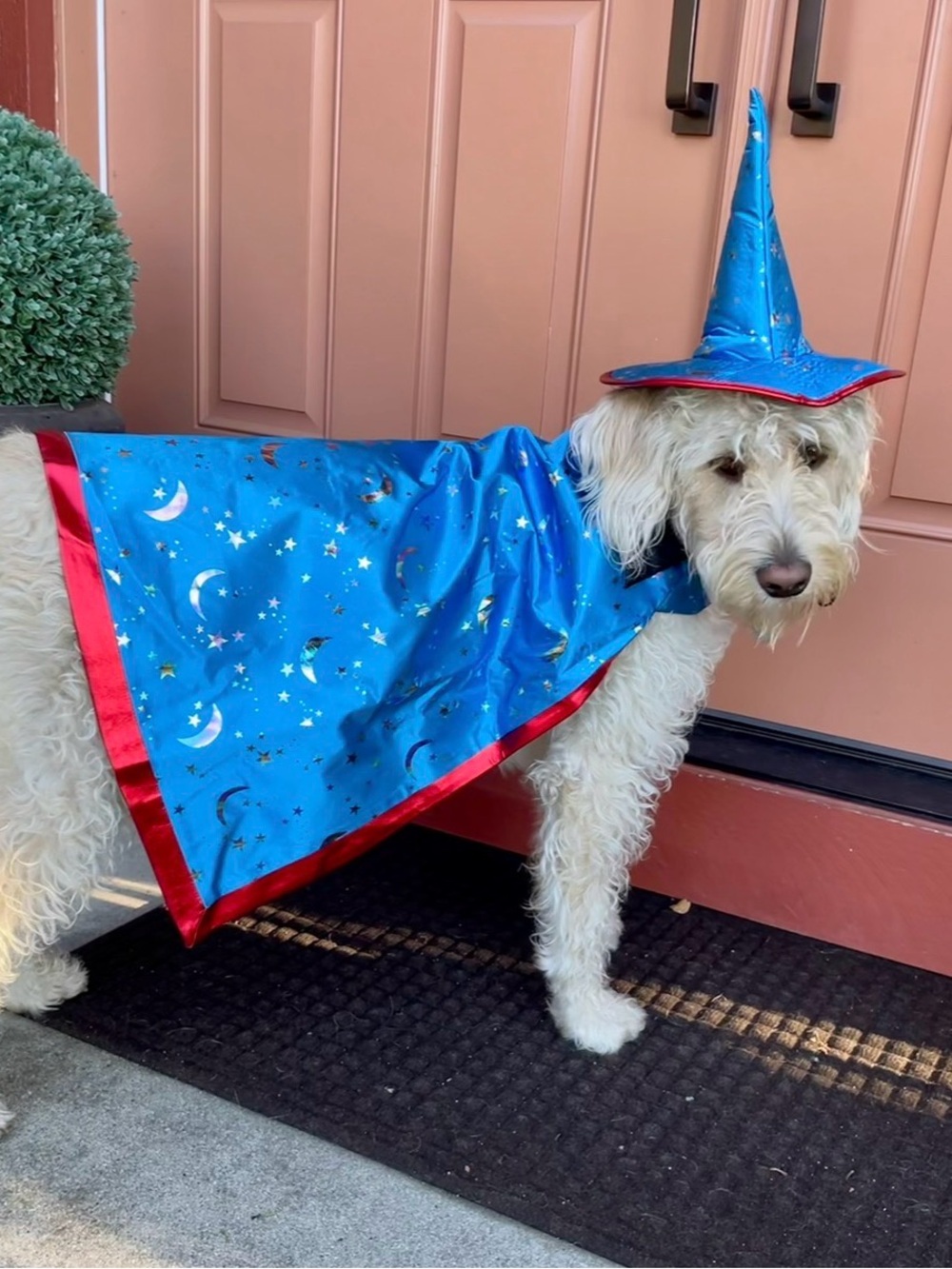 Frisco Blue Wizard Pet Costume Cape and Hat for Dogs